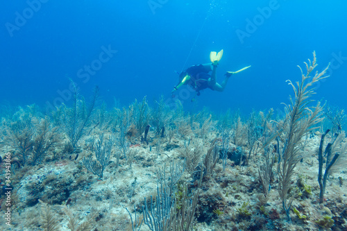 Buzo con linea y arrecife en la Riviera Maya