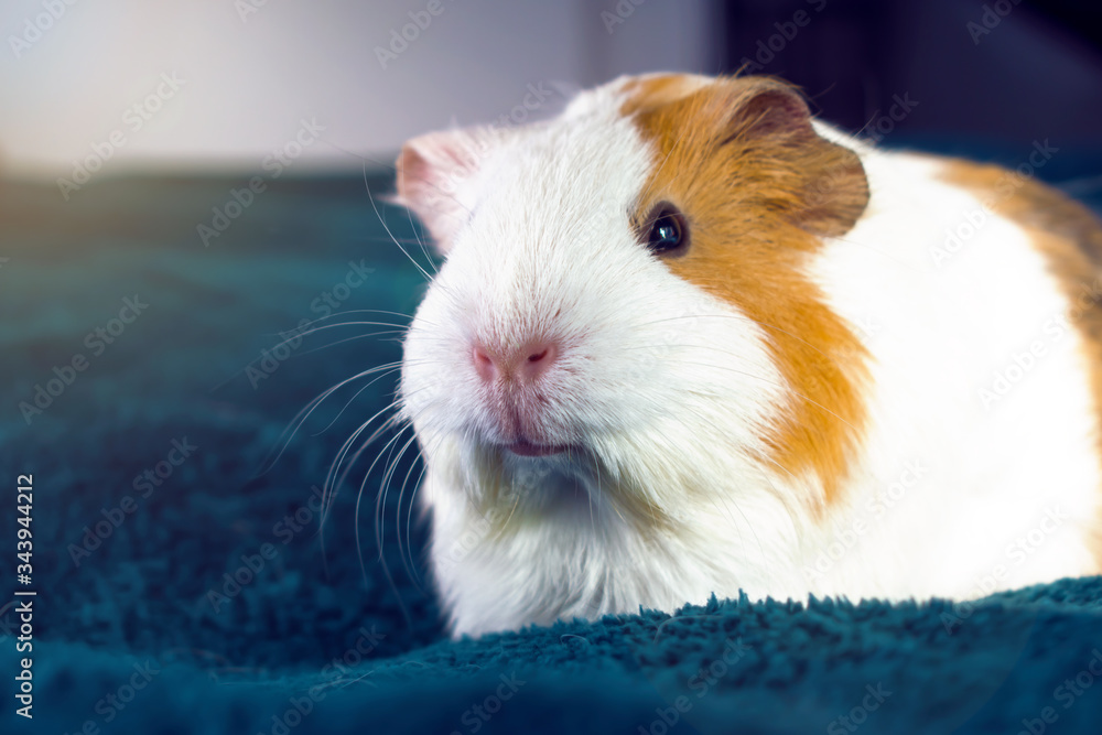 A small white Guinea pig. Comfort with Pets. A small white Guinea pig. Comfort with Pets.