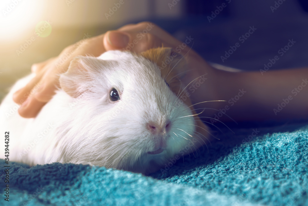 A small white Guinea pig. Comfort with Pets. A small white Guinea pig. Comfort with Pets.