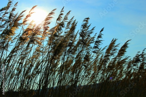 Schilf im Wind