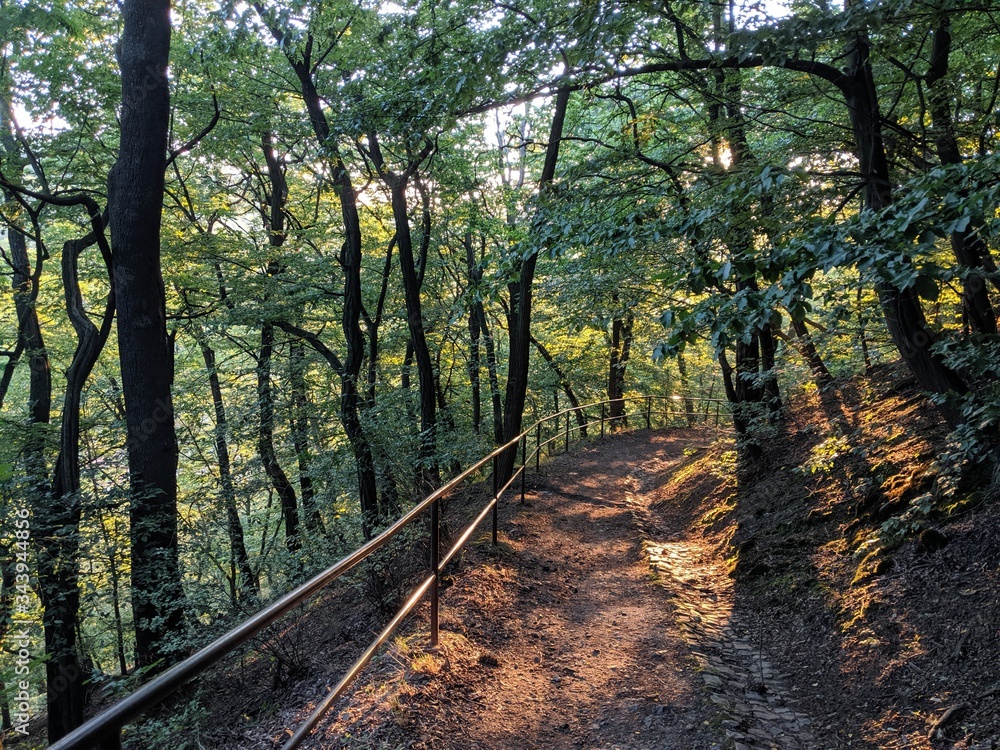 Obraz premium path in the forest