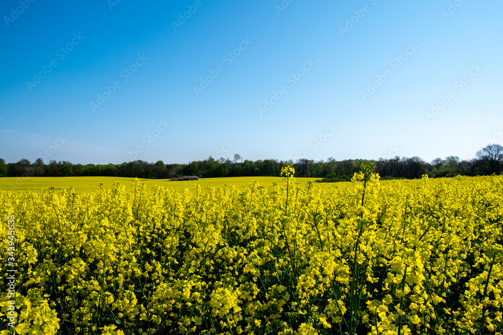 Rapspflanzen stehen in einem Rapsfeld Rapspflanzen stehen in einem Rapsfeld
