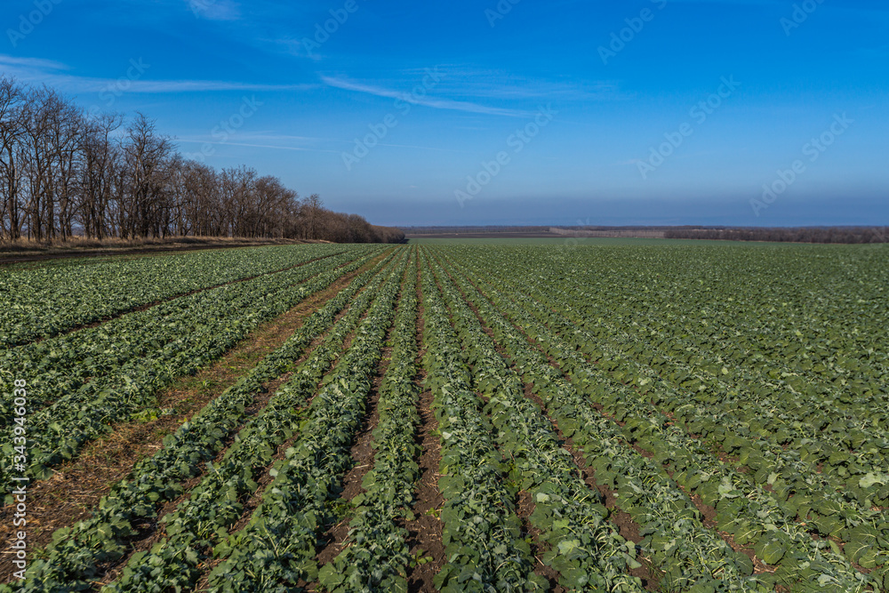 A beautiful field with rows of young plants of winter rape in the fall before leaving for the winter