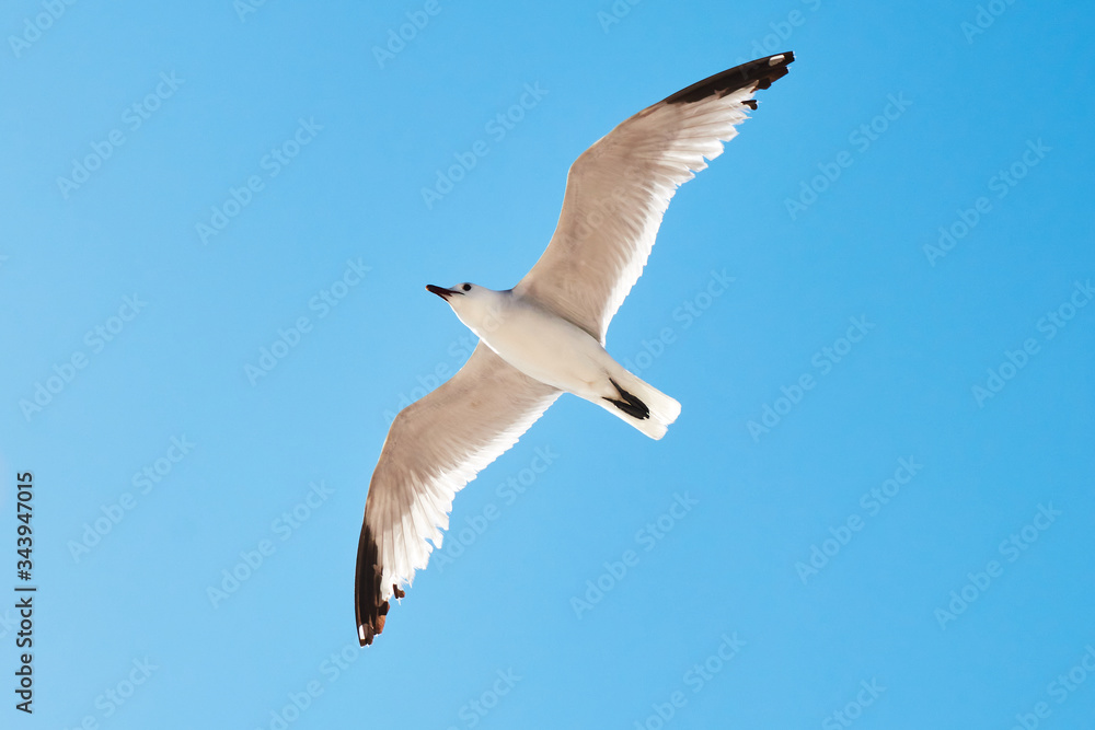 Seagull in sky over Trenc beach in Majorca Seagull in sky over Trenc beach in Majorca