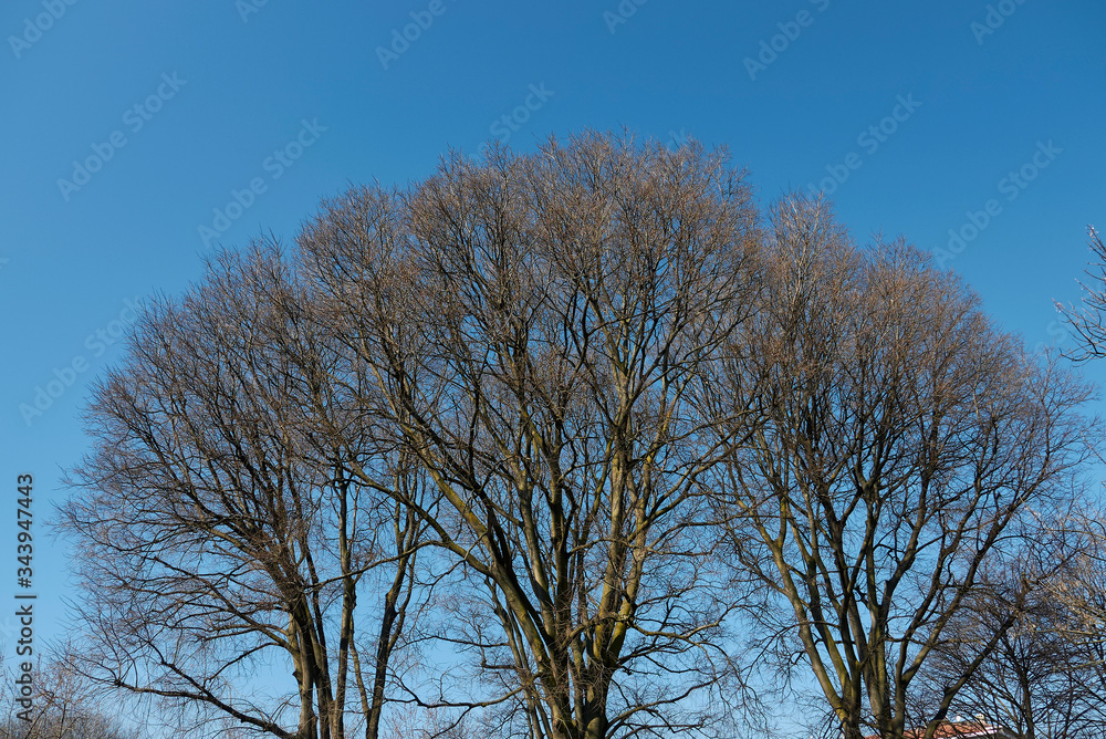 Celtis australis Celtis australis