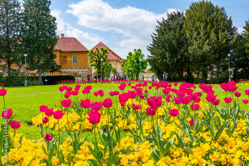 Spring flowers in Royal garden near Prague Castle, Czech Republic