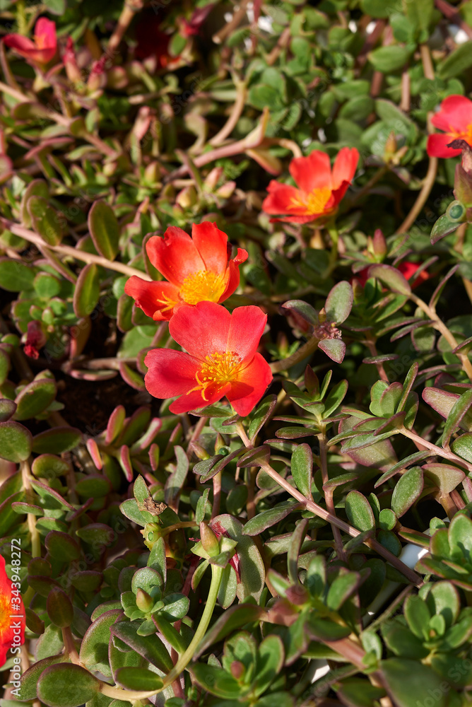 Portulaca grandiflora Portulaca grandiflora