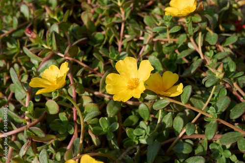 Portulaca grandiflora © simona