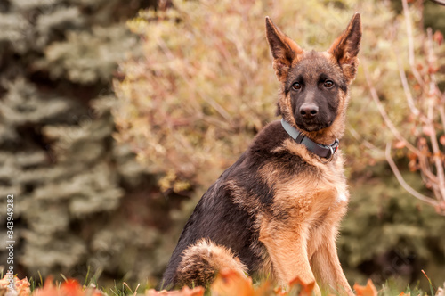 Portrait of a german shepherd puppy while resting in a backyard © nordantin