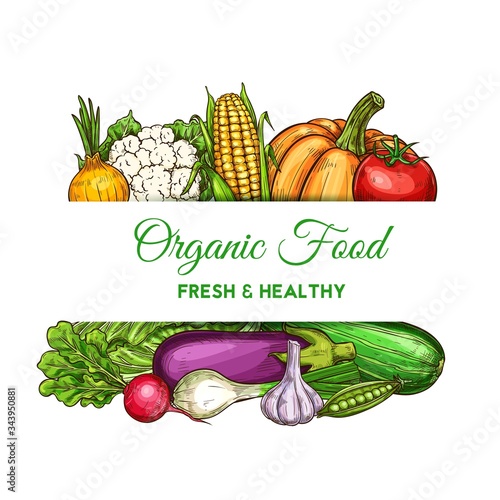 Vegetables and farm veggies, natural food and grocery store vector poster. Vegetarian corn, cauliflower and napa cabbage, zucchini squash, garlic and onion, pumpkin, eggplant and radish