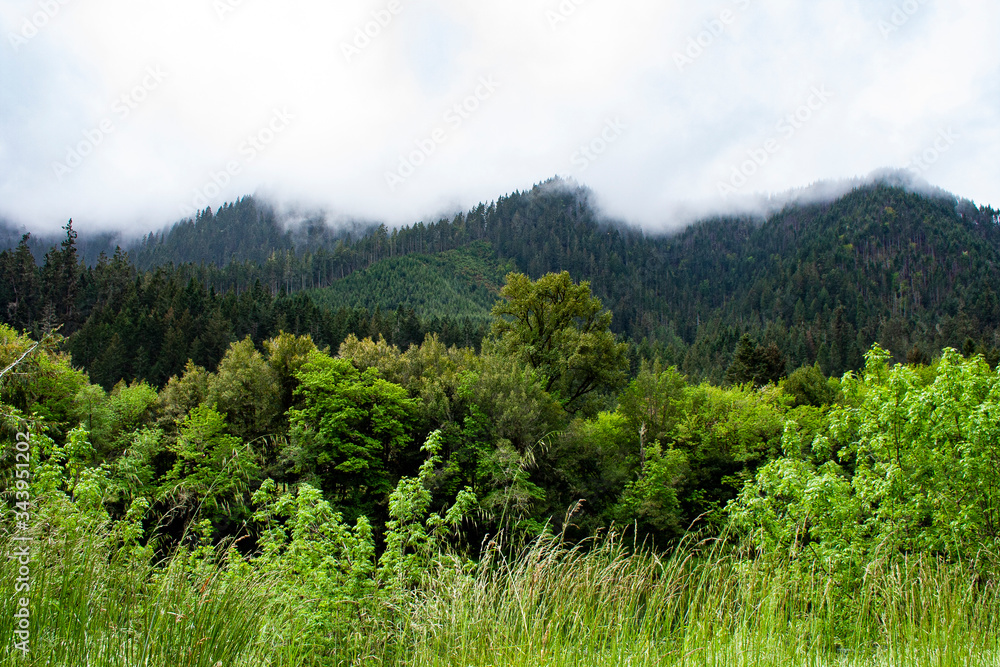 Green Nature Green Nature