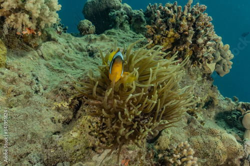 Clownfish in the Red Sea Colorful and beautiful  Eilat Israel 