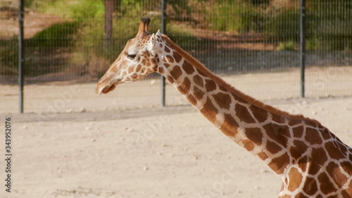 Beautiful giraffe in the zoo on a sunny day.