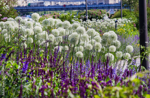 Amaz view on blossoming nature in Muzeon park - Crimean embankment .June - Moscow- Russia photo