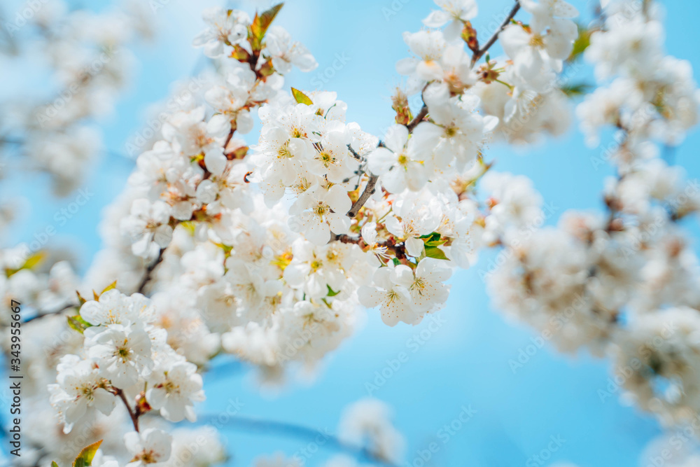 Spring cherry branches with white flowers in the sunshine on a blue sky background. Spring cherry branches with white flowers in the sunshine on a blue sky background.