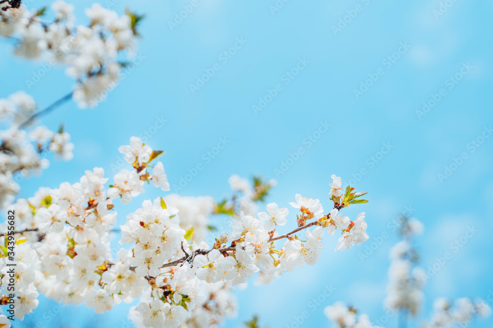 Blooming white branches of cherry on a background of a gentle blue sky.