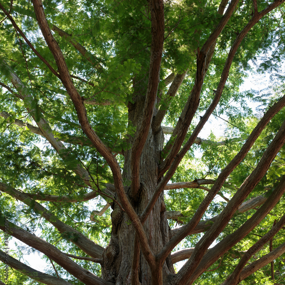 A Metasequoia, or Dawn Redwood, in Edwards Gardens, North York, Toronto, Ontario, Canada A Metasequoia, or Dawn Redwood, in Edwards Gardens, North York, Toronto, Ontario, Canada