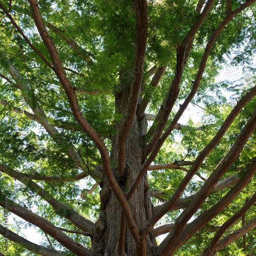 A Metasequoia, or Dawn Redwood, in Edwards Gardens, North York, Toronto, Ontario, Canada
