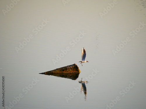 Neu-Ulm, Deutschland: Eine Möve startet ihren Abflug photo