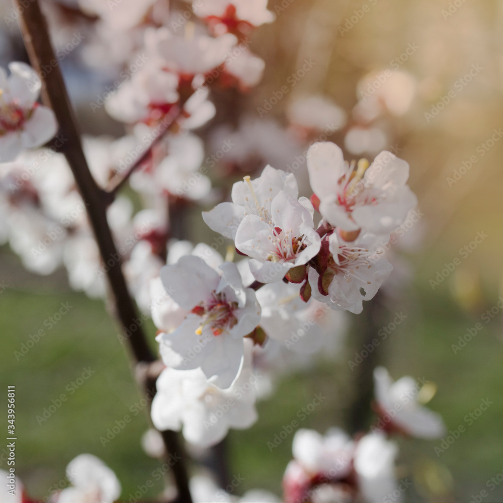 flowering bird cherry, branches and flowers on a bright background