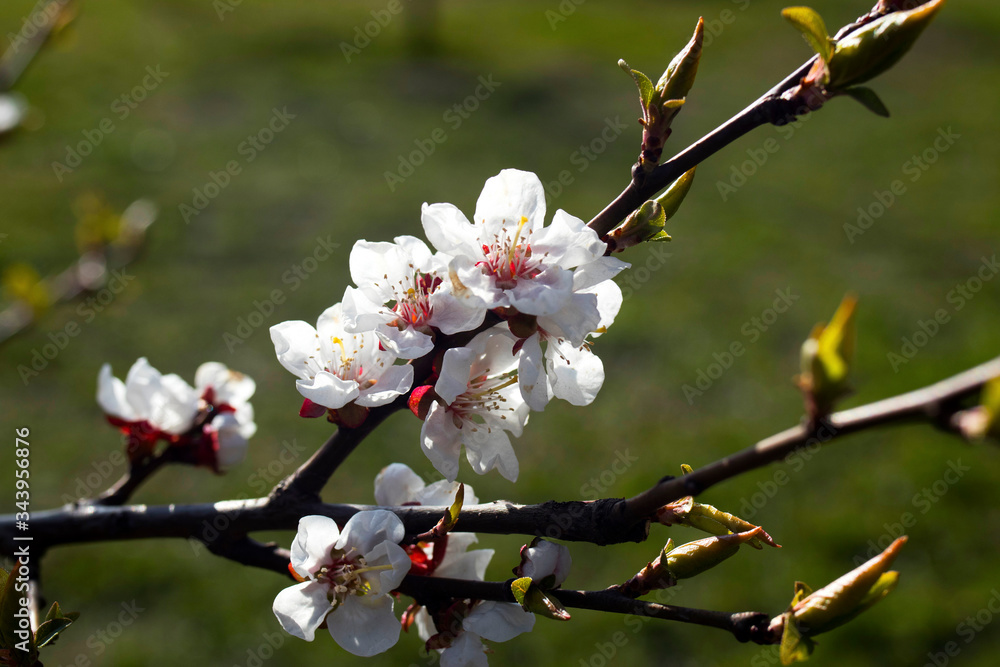 flowering bird cherry, branches and flowers on a bright background flowering bird cherry, branches and flowers on a bright background