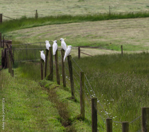 five fancy sulphur-crested Cockatoos on fence tasmanian grassland photo