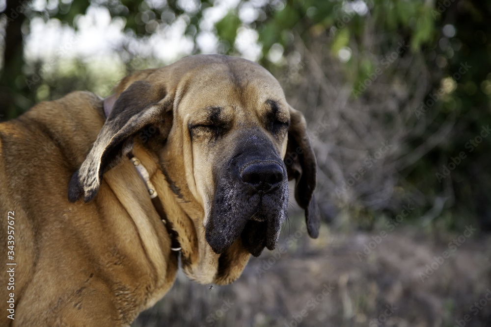 Dog fila brasileiro