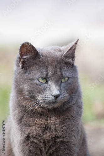 Portrait of a gray cat on a light background. Muzzle of a gray adult cat close-up. Vertical photo of a pet with a copy space. Сat looks into the distance.