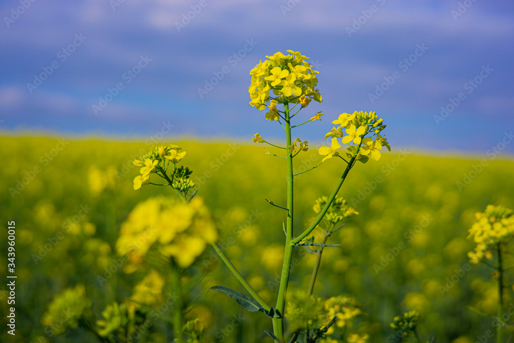 Rapeseed field on a sunny day with clear skies Rapeseed field on a sunny day with clear skies
