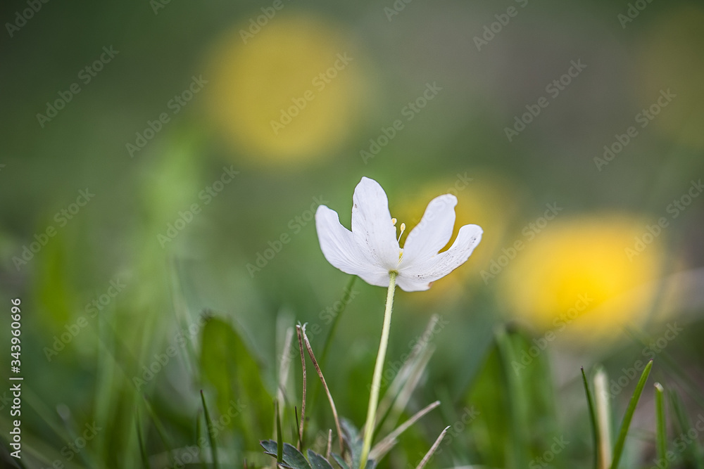 Small fragile white flower Small fragile white flower