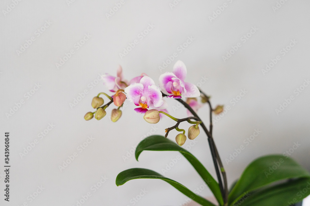 Fototapeta premium Beautiful pink orchid on a light background. Orchid Pink Dream.