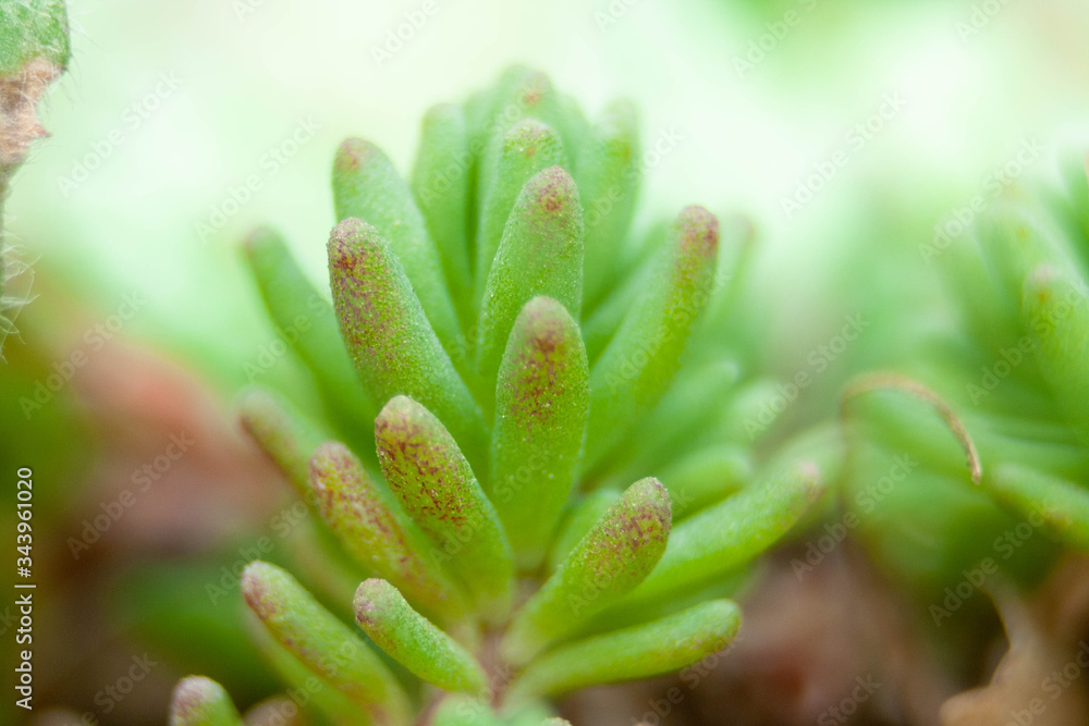 Small green garden finger grass with red tips close up Small green garden finger grass with red tips close up