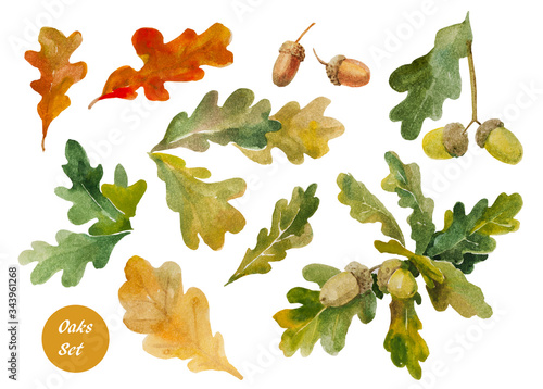 Watercolor oak leaf set with acorns in different seasonal colors, hand painted on textured grain paper and isolated on white background