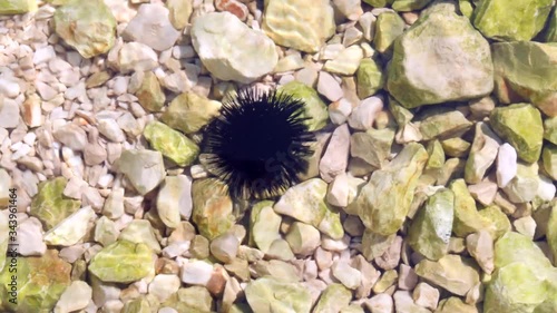 Black sea urchin lies underwater on stones. Sea urchin Echinothrix diadema, commonly called diadema urchin or blue-black urchin, underwater at bottom of Adriatic in Croatia. Long spines sea urchin. photo