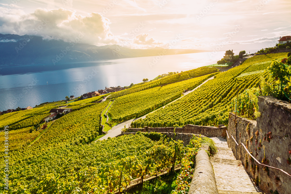 Lavaux, Switzerland: Lake Geneva and the Swiss Alps landscape seen from Lavaux vineyard hiking trail in Canton Vaud