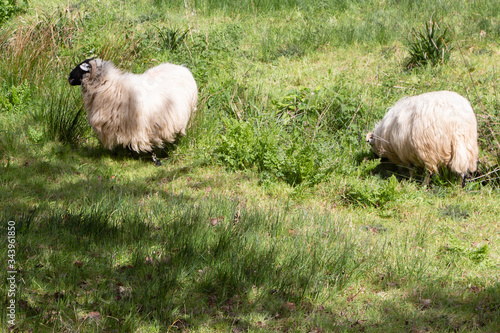 Slika na platnu Scottish blackface sheep grazing in a field