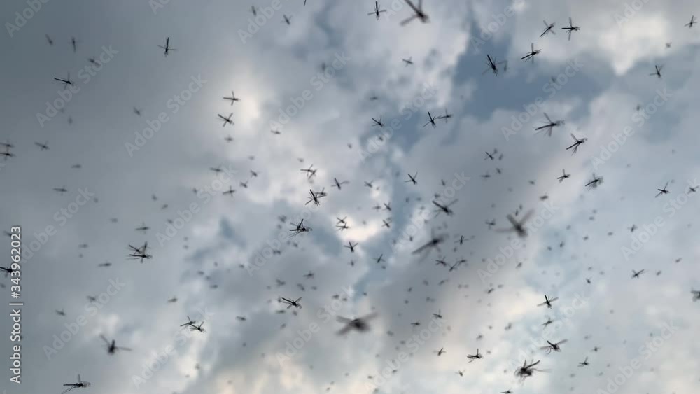 Mosquitoes swarm overhead insect background UK 4K Mosquitoes swarm overhead insect background UK 4K