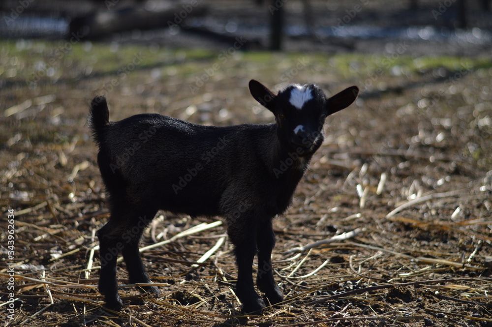 A got in a farm standing. A got in a farm standing.
