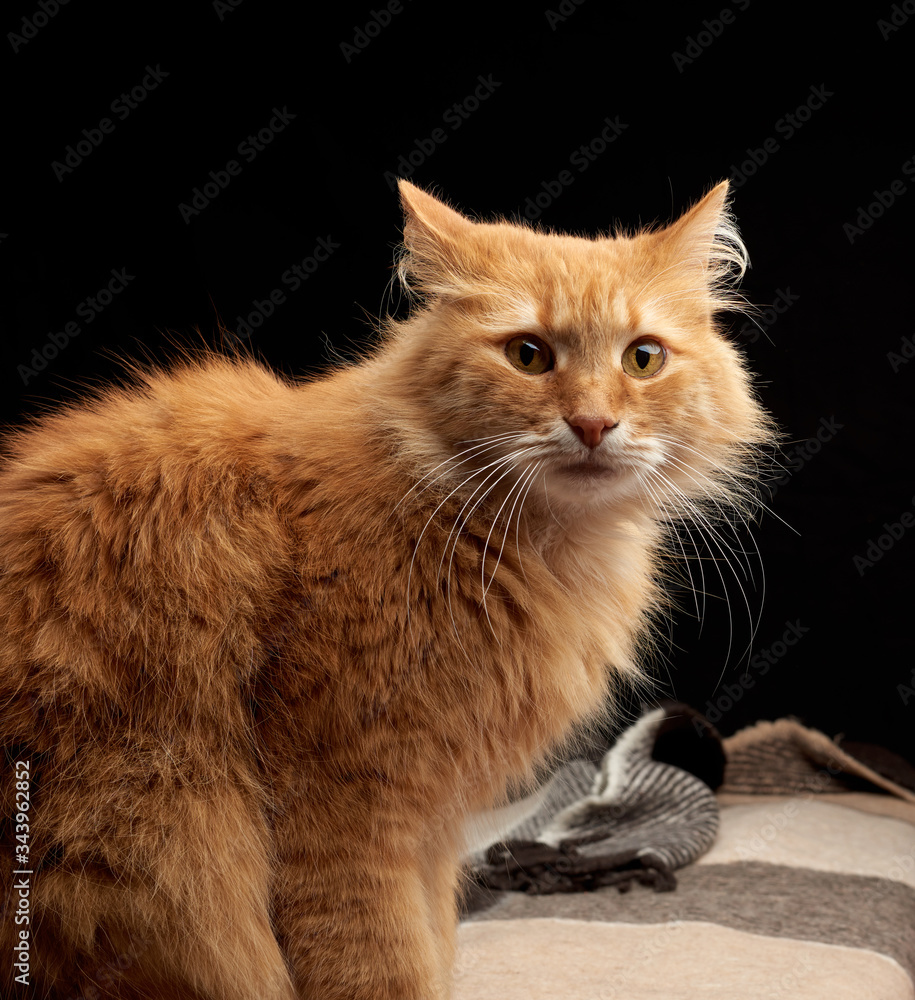 adult red cat with white mustache sits on a woolen blanket