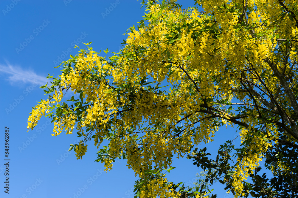 Flowers of the poisonous Laburnum tree (Laburnum anagyroides) against a blue sky. Also known as the golden chain or golden rain tree. Flowers of the poisonous Laburnum tree (Laburnum anagyroides) against a blue sky. Also known as the golden chain or golden rain tree.
