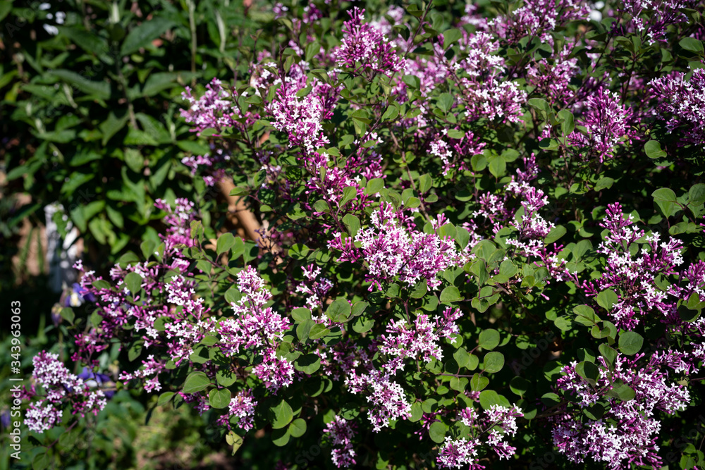 Small leaved Lilac (Syringa microphylla) bush in flower