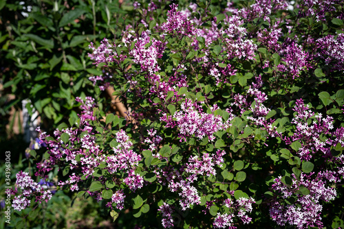 Small leaved Lilac  Syringa microphylla  bush in flower