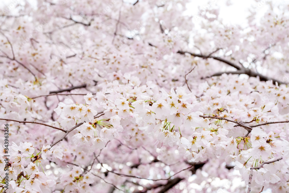 Yoshino cherry blossoms (Prunus x yedoensis) at the Cherry Blossom Festival in Washington DC, USA Yoshino cherry blossoms (Prunus x yedoensis) at the Cherry Blossom Festival in Washington DC, USA