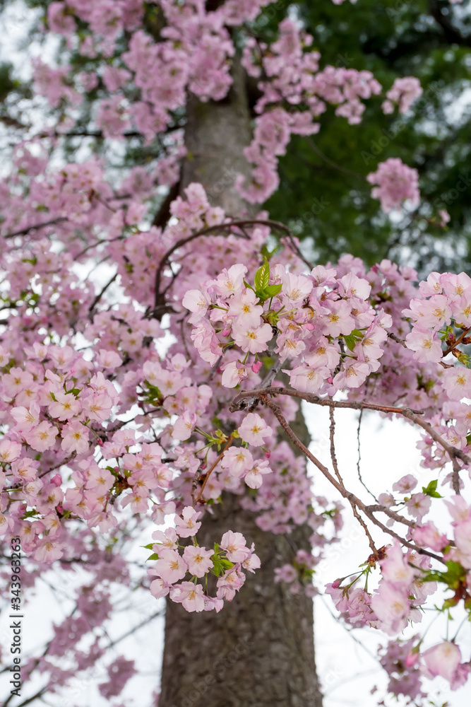 Yoshino cherry blossoms (Prunus x yedoensis) at the Cherry Blossom Festival in Washington DC, USA