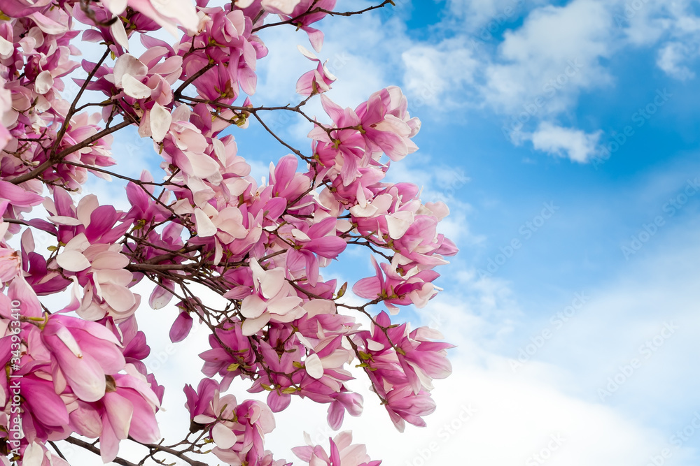 Pink Saucer Magnolia (Magnolia x soulangeana) blooms against a blue sky with fluffy clouds in Washington DC, USA Pink Saucer Magnolia (Magnolia x soulangeana) blooms against a blue sky with fluffy clouds in Washington DC, USA