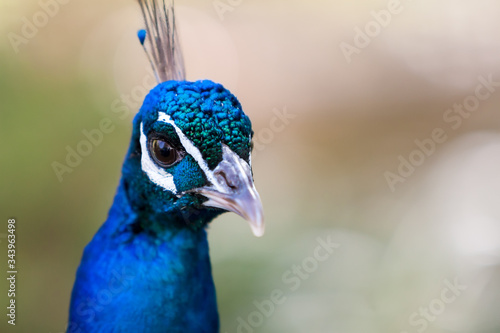 Close up of a male Indian Peafowl (Pavo cristatus)