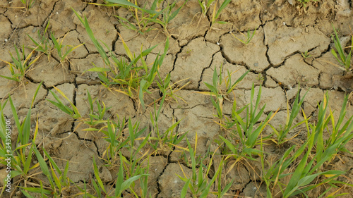 Very drought dry field land wheat Triticum aestivum, drying up soil cracked, climate change, environmental disaster earth cracks, death plants animals, soil degradation, desertification disaster