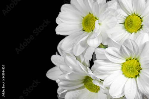 bouquet of chrysanthemums on a black background