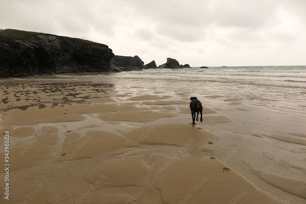 Porthcothan bay cornwall uk dogs on the beach covid19 lockdown Porthcothan bay cornwall uk dogs on the beach covid19 lockdown