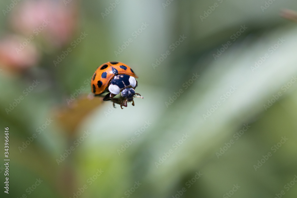 Obraz premium Coccinelle